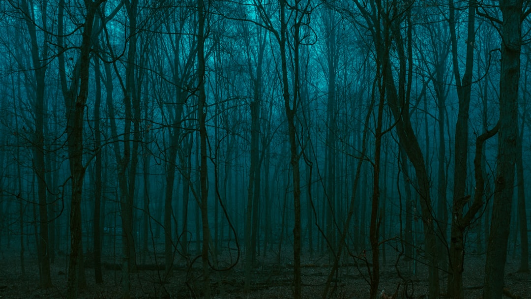 Photo Dark forest